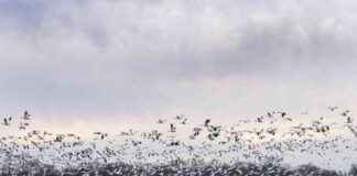 First Case of Severe H5N1 Bird Flu Confirmed in the United States first-case-of-severe-h5n1-bird-flu-confirmed-in-the-united-states