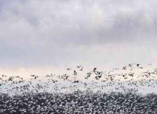 First Case of Severe H5N1 Bird Flu Confirmed in the United States first-case-of-severe-h5n1-bird-flu-confirmed-in-the-united-states