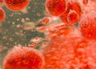 Pfizer Terminates Gene Therapy Deal with Sangamo: Implications for Hemophilia pfizer-terminates-gene-therapy-deal-with-sangamo-mplications-for-hemophilia