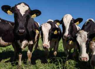 Uncovering Unknown Paths of H5N1 Bird Flu Transmission in California Dairy Herds uncovering-unknown-paths-of-h5n1-bird-flu-transmission-in-california-dairy-herds