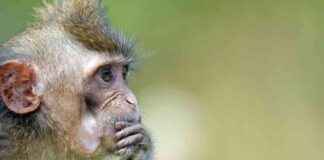 International Monitor Recommends Limiting Monkey Shipments from Cambodia nternational-monitor-recommends-limiting-monkey-shipments-from-cambodia