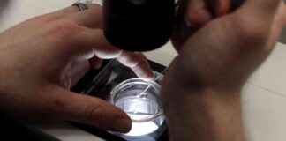 Affordable IVF Expansion: Trump’s New Order affordable-vf-expansion-trumps-new-order