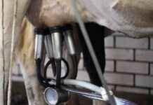 Arizona Milk Contaminated with Bird Flu: Implications for Agriculture arizona-milk-contaminated-with-bird-flu-mplications-for-agriculture