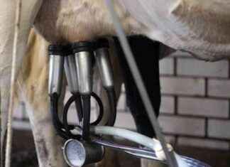 Arizona Milk Contaminated with Bird Flu: Implications for Agriculture arizona-milk-contaminated-with-bird-flu-mplications-for-agriculture