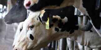 Different Strain of H5N1 Bird Flu Found in Nevada Dairy Herds different-strain-of-h5n1-bird-flu-found-in-nevada-dairy-herds