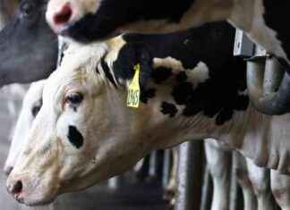 Different Strain of H5N1 Bird Flu Found in Nevada Dairy Herds different-strain-of-h5n1-bird-flu-found-in-nevada-dairy-herds