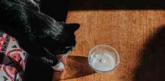 Domestic Cats with Avian Flu: Public Health Risk – Health News domestic-cats-with-avian-flu-public-health-risk-health-news