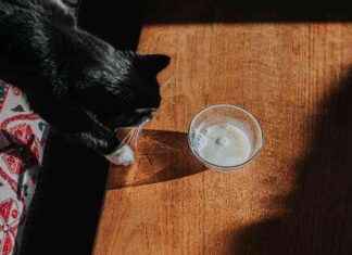 Domestic Cats with Avian Flu: Public Health Risk – Health News domestic-cats-with-avian-flu-public-health-risk-health-news