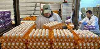 Egg Farmers Struggle Against Bird Flu: KFF Health News egg-farmers-struggle-against-bird-flu-kff-health-news