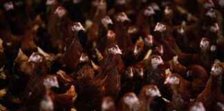 Housecats as Vectors for H5N1 Virus Spread housecats-as-vectors-for-h5n1-virus-spread