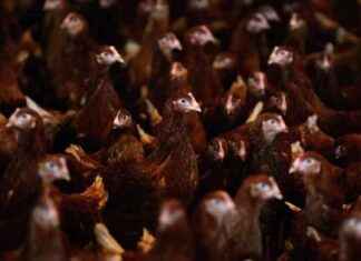 Housecats as Vectors for H5N1 Virus Spread housecats-as-vectors-for-h5n1-virus-spread