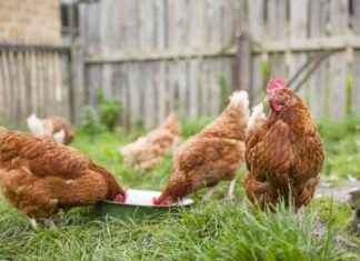 Should You Worry About Your Neighbor’s Backyard Chickens? should-you-worry-about-your-neighbors-backyard-chickens