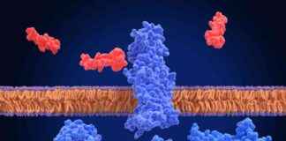 Study: Altimmune Obesity Drug for Alcohol Use Disorder Research study-altimmune-obesity-drug-for-alcohol-use-disorder-research